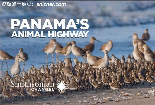 史密森尼频道《巴拿马的动物公路 Panama's Animal Highway 2017》 英语中英双字 无水印纯净版 1080P/MKV/3.62G 动物迁徙保护