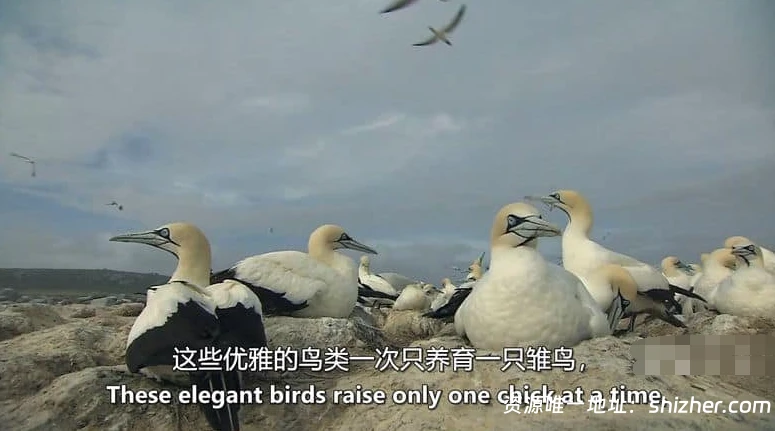 美国纪录片《非洲原始海洋 Africas Primeval Oceans 2012》 双字 无水印纯净版 1080P/MKV/3.86G 非洲海洋 英语中英