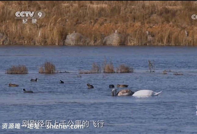 央视纪录片《大河之洲 Life at the Yellow River Delta 2024》全3集 国 语中字 720P/MP4/2.09G 黄河生态保护