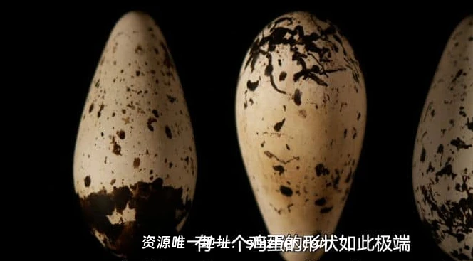 PBS纪录片《蛋: 大自然的完美发明 The Egg: Life's Perfect Invention 2019》英语中英双字 无水印纯净版 1080P/MKV/2.3G 卵生揭秘
