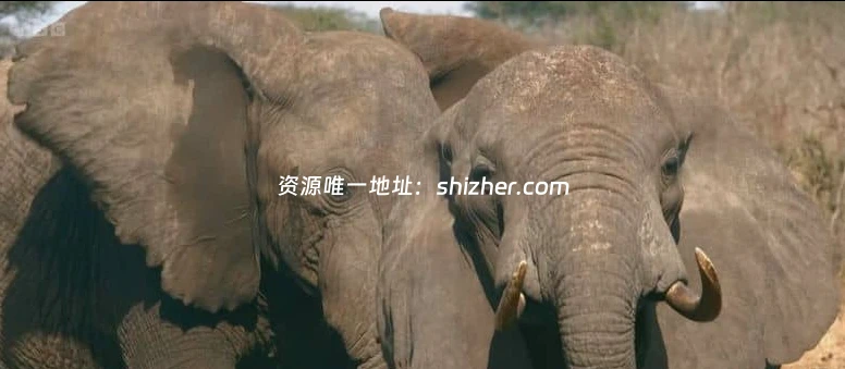 BBC纪录片《动物间的沟通 Conaltradh Creutairean/Wild Talk 2026》 全5集 英语英字 无水印纯净版 1080P/MKV/5G 动物的交流