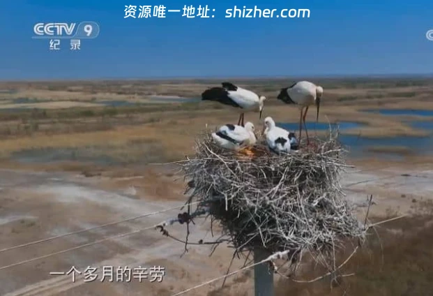 央视纪录片《大河之洲 Life at the Yellow River Delta 2024》全3集 国 语中字 720P/MP4/2.09G 黄河生态保护