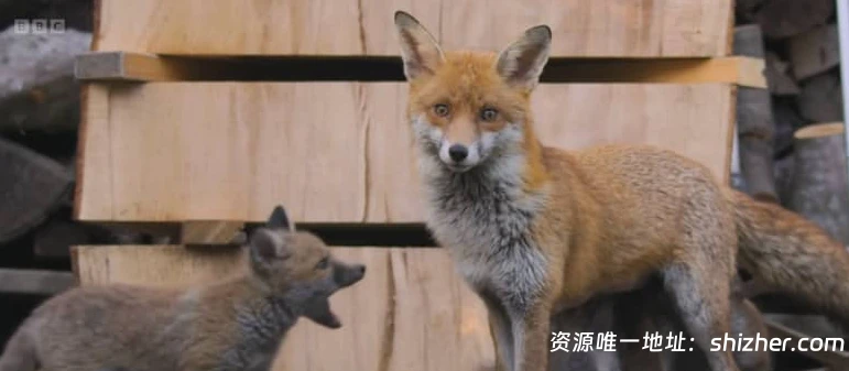 BBC纪录片《秘密花园 Secret Garden 2026》 全5集 英语中英双字 无水 印纯净版 1080P/MKV/4.24G 英国花园