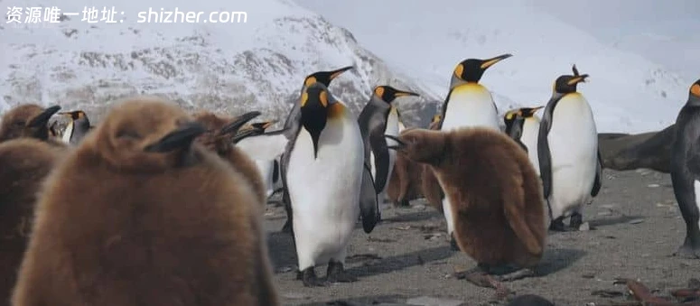 BBC纪录片《动物间的沟通 Conaltradh Creutairean/Wild Talk 2026》 全5集 英语英字 无水印纯净版 1080P/MKV/5G 动物的交流