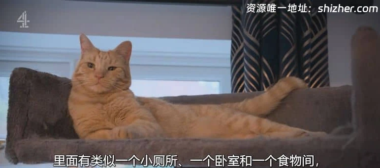 CH4纪录片《大卫·巴迪尔: 猫之人 David Baddiel: Cat Man 2026》 全3 集 英语中英双字 无水印纯净版 1080P/MKV/2.16G 人猫感情