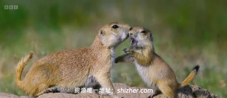 BBC纪录片《动物间的沟通 Conaltradh Creutairean/Wild Talk 2026》 全5集 英语英字 无水印纯净版 1080P/MKV/5G 动物的交流