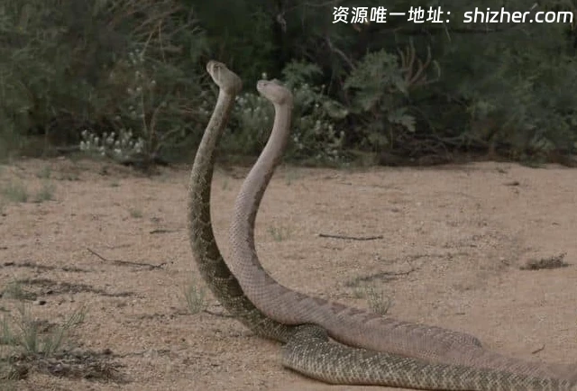 国家地理《毒液传奇 Legends of Venom 2023》第一季全3集 英语中英 双字 无水印纯净版 4K超清/2160P/MKV/18.4G 蛇类纪录片