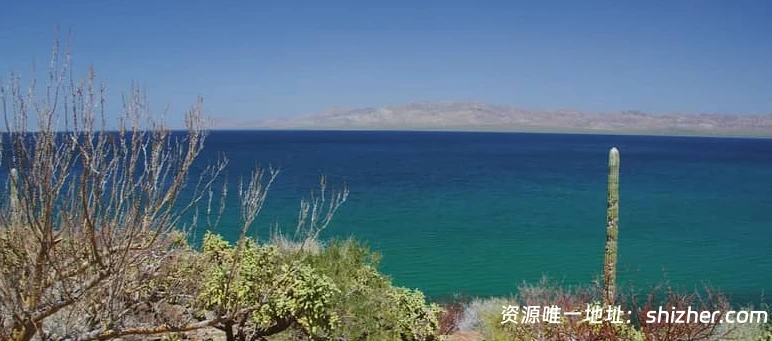 美国纪录片《狂野太平洋 The wild Pacific 2016》英语中英双字 无水印 纯净版 1080P/MKV/4.81G 太平洋生态