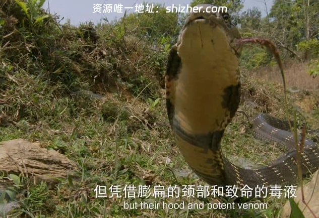 国家地理《毒液传奇 Legends of Venom 2023》第一季全3集 英语中英 双字 无水印纯净版 4K超清/2160P/MKV/18.4G 蛇类纪录片