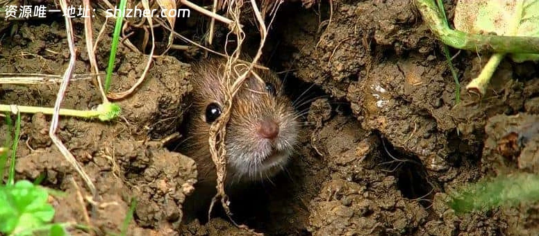 美国纪录片《生命的旋转木马 Carousel of Life》英语中英双字 无水印纯 净版 1080P/MKV/5.04G 果园生态系统