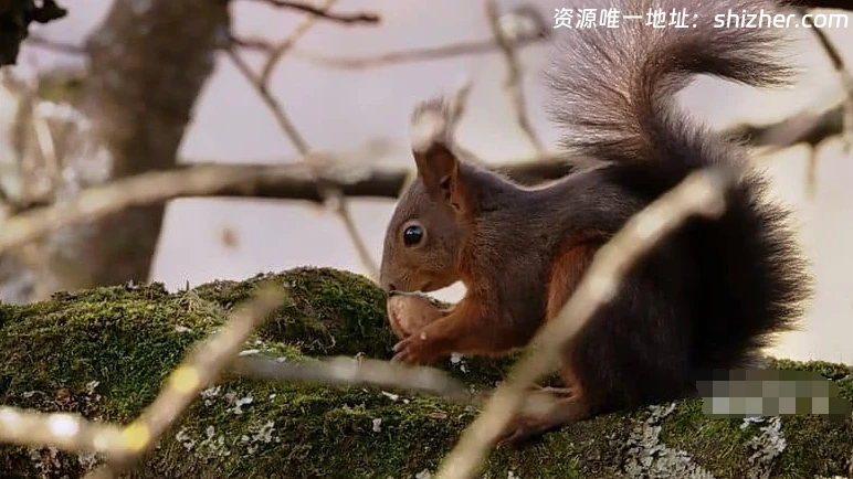 美国纪录片《生命的旋转木马 Carousel of Life》英语中英双字 无水印纯 净版 1080P/MKV/5.04G 果园生态系统