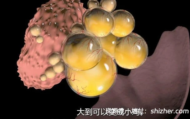 PBS纪录片《蛋: 大自然的完美发明 The Egg: Life's Perfect Invention 2019》英语中英双字 无水印纯净版 1080P/MKV/2.3G 卵生揭秘