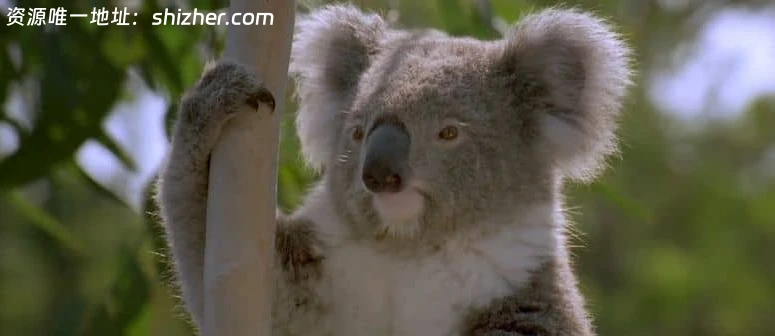 美国纪录片《动物军火库 Animal Armory 2016》全6集 英语中英双字 无水印纯净版 1080P/MKV/21.6G 动物自卫术