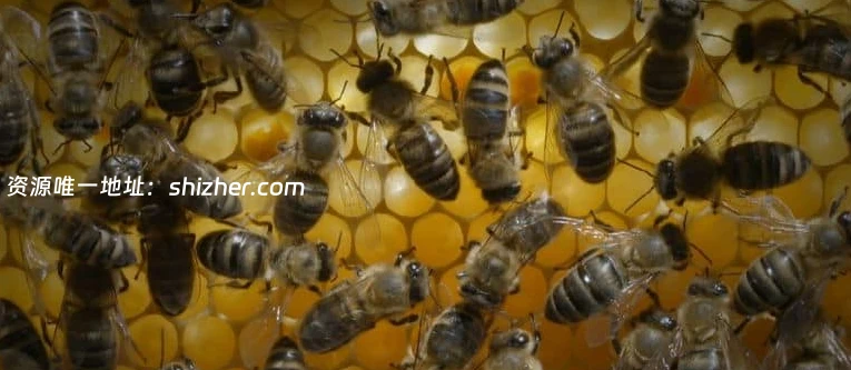 史密森尼频道《蜂巢的秘密 Secrets of the Hive 2015》英语中英双字 无 水印纯净版 1080P/MKV/2.87G 蜂巢的秘密