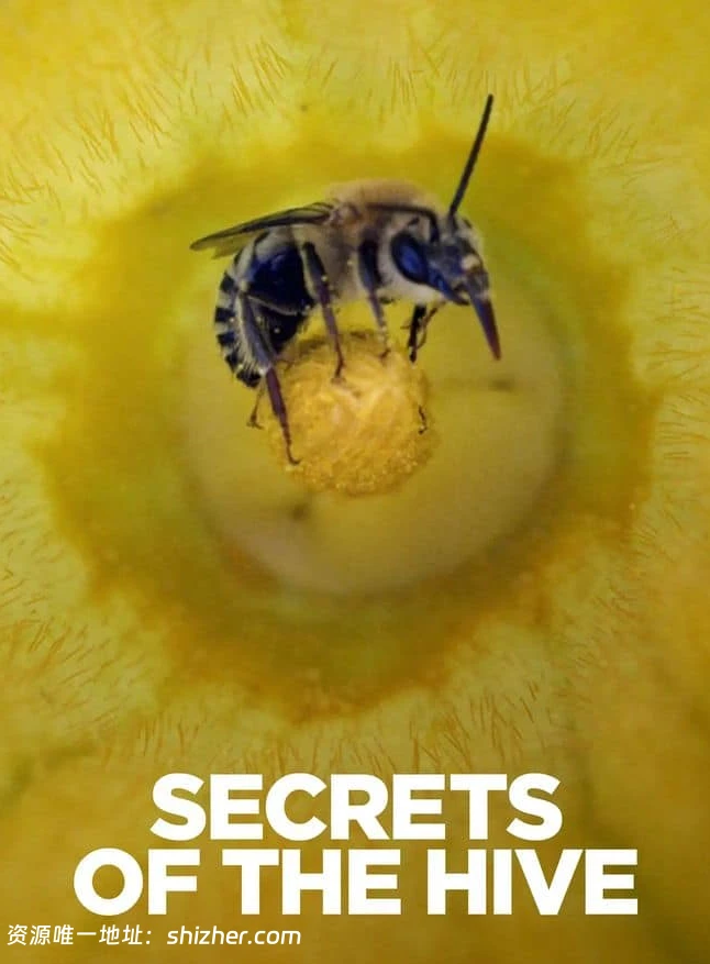 史密森尼频道《蜂巢的秘密 Secrets of the Hive 2015》英语中英双字 无 水印纯净版 1080P/MKV/2.87G 蜂巢的秘密