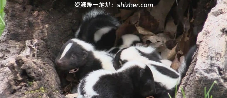 美国纪录片《动物军火库 Animal Armory 2016》全6集 英语中英双字 无水印纯净版 1080P/MKV/21.6G 动物自卫术