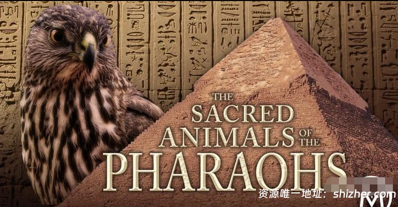 美国纪录片《法老的圣兽 The Sacred Animals of the Pharaohs 2007》 英语中英双字 无水印纯净版 1080P/MKV/1.3G 法老的圣兽