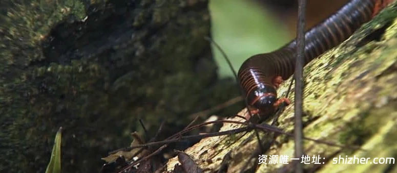 美国纪录片《动物军火库 Animal Armory 2016》全6集 英语中英双字 无水印纯净版 1080P/MKV/21.6G 动物自卫术