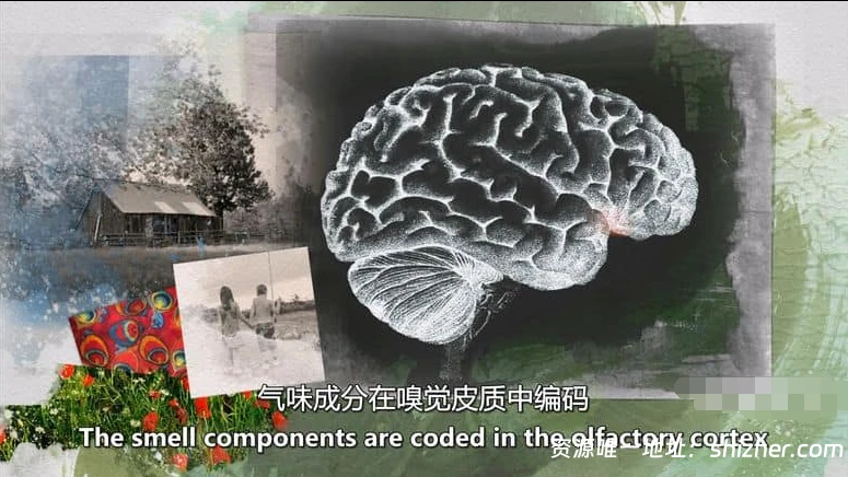 PBS纪录片《记忆黑客 Memory Hackers 2016》英语中英双字 无水印纯 净版 1080P/MKV/2.82G 探索记忆