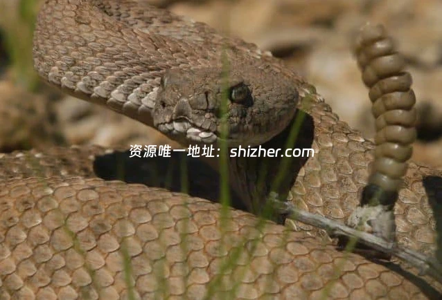 国家地理《毒液传奇 Legends of Venom 2023》第一季全3集 英语中英 双字 无水印纯净版 4K超清/2160P/MKV/18.4G 蛇类纪录片