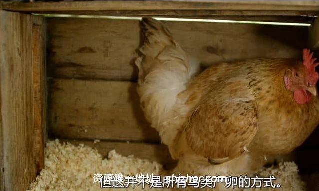 PBS纪录片《蛋: 大自然的完美发明 The Egg: Life's Perfect Invention 2019》英语中英双字 无水印纯净版 1080P/MKV/2.3G 卵生揭秘