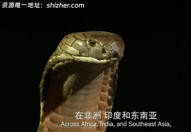 国家地理《毒液传奇 Legends of Venom 2023》第一季全3集 英语中英 双字 无水印纯净版 4K超清/2160P/MKV/18.4G 蛇类纪录片