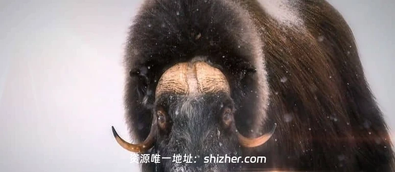 美国纪录片《动物军火库 Animal Armory 2016》全6集 英语中英双字 无水印纯净版 1080P/MKV/21.6G 动物自卫术