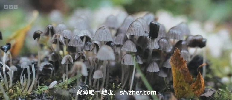 BBC纪录片《走进英国国家公园 Inside Britain's National Parks 2026》 全4集 英语中英双字 无水印纯净版 1080P/MKV/4.6G 英国国家公园