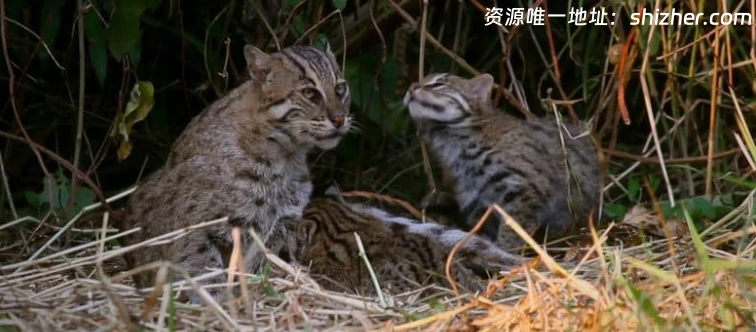 国家地理《印度狂野大猫 Wild Cats of India 2020》全2集 英语多国字幕 无水印纯净版 1080P/MKV/5.4G 印度猫科动物