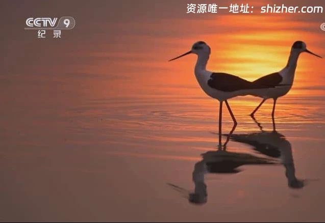 央视纪录片《大河之洲 Life at the Yellow River Delta 2024》全3集 国 语中字 720P/MP4/2.09G 黄河生态保护