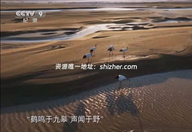 央视纪录片《大河之洲 Life at the Yellow River Delta 2024》全3集 国 语中字 720P/MP4/2.09G 黄河生态保护