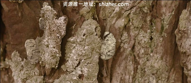 法国纪录片《新史前史 A New Prehistory 2016》全3集 英语中英双字 无水印纯净版 1080P/MKV/6.32G 史前文明