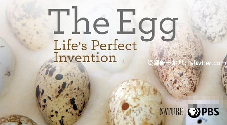 PBS纪录片《蛋: 大自然的完美发明 The Egg: Life's Perfect Invention 2019》英语中英双字 无水印纯净版 1080P/MKV/2.3G 卵生揭秘
