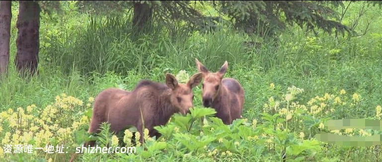 美国纪录片《解构进化论: 科学与起源之争 Dismantled: A Scientific Deconstruction of The Theory of Evolution 2020》英语无字无水印纯 净版 1080P/MKV/1.56G 进化论的争议