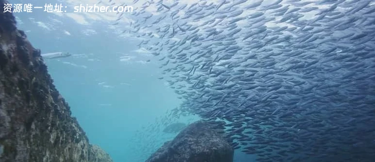 美国纪录片《狂野太平洋 The wild Pacific 2016》英语中英双字 无水印 纯净版 1080P/MKV/4.81G 太平洋生态