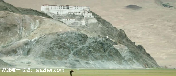 国家地理《印度狂野大猫 Wild Cats of India 2020》全2集 英语多国字幕 无水印纯净版 1080P/MKV/5.4G 印度猫科动物