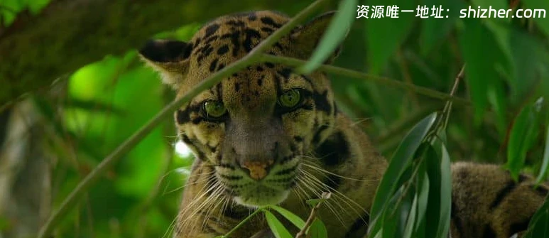 国家地理《印度狂野大猫 Wild Cats of India 2020》全2集 英语多国字幕 无水印纯净版 1080P/MKV/5.4G 印度猫科动物