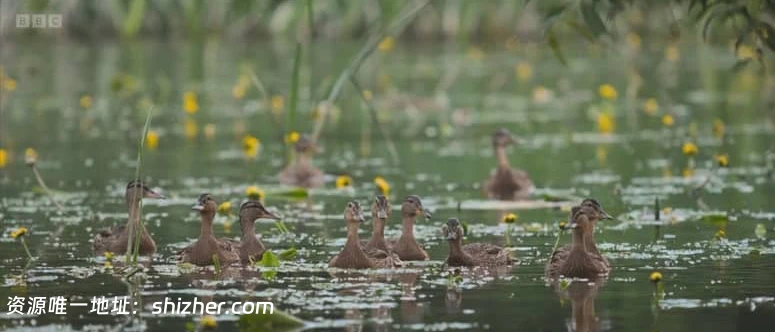 BBC纪录片《秘密花园 Secret Garden 2026》 全5集 英语中英双字 无水 印纯净版 1080P/MKV/4.24G 英国花园