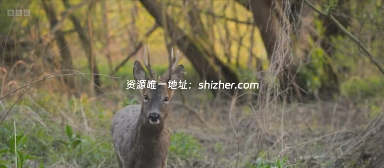 BBC纪录片《秘密花园 Secret Garden 2026》 全5集 英语中英双字 无水 印纯净版 1080P/MKV/4.24G 英国花园