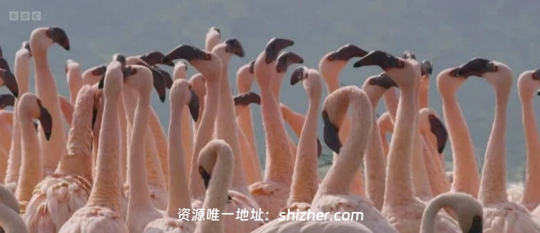 BBC纪录片《动物间的沟通 Conaltradh Creutairean/Wild Talk 2026》 全5集 英语英字 无水印纯净版 1080P/MKV/5G 动物的交流