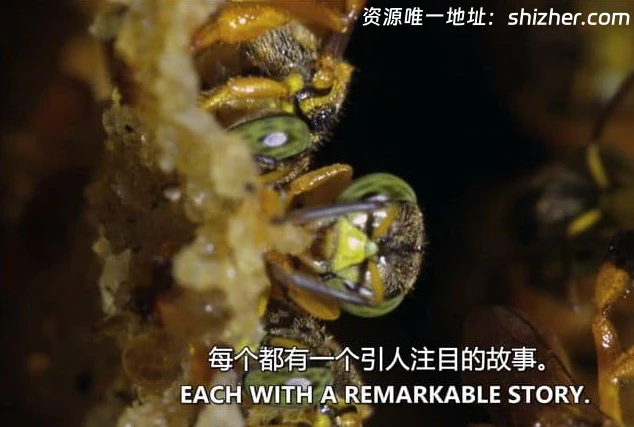 史密森尼频道《蜂巢的秘密 Secrets of the Hive 2015》英语中英双字 无 水印纯净版 1080P/MKV/2.87G 蜂巢的秘密