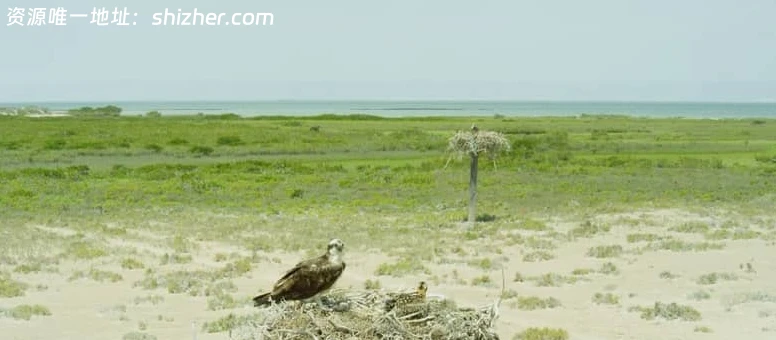 美国纪录片《狂野太平洋 The wild Pacific 2016》英语中英双字 无水印 纯净版 1080P/MKV/4.81G 太平洋生态