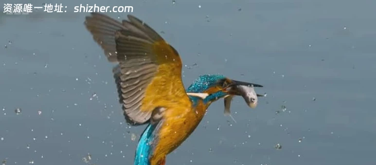 BBC纪录片《秘密花园 Secret Garden 2026》 全5集 英语中英双字 无水 印纯净版 1080P/MKV/4.24G 英国花园