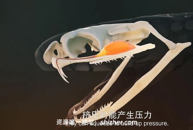 国家地理《毒液传奇 Legends of Venom 2023》第一季全3集 英语中英 双字 无水印纯净版 4K超清/2160P/MKV/18.4G 蛇类纪录片