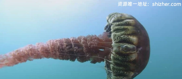 美国纪录片《狂野太平洋 The wild Pacific 2016》英语中英双字 无水印 纯净版 1080P/MKV/4.81G 太平洋生态