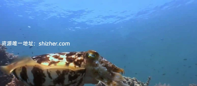 美国纪录片《动物军火库 Animal Armory 2016》全6集 英语中英双字 无水印纯净版 1080P/MKV/21.6G 动物自卫术