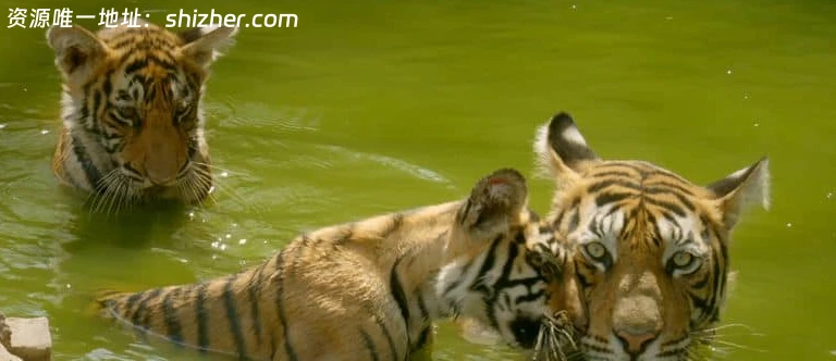 国家地理《印度狂野大猫 Wild Cats of India 2020》全2集 英语多国字幕 无水印纯净版 1080P/MKV/5.4G 印度猫科动物