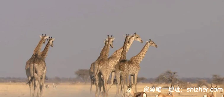 史密森尼频道《沙漠之王Kings of the Desert 2020》英语中英双字无水印纯净版1080P/MKV/2.4G非洲沙漠狮