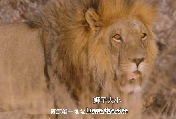 史密森尼频道《沙漠之王Kings of the Desert 2020》英语中英双字无水印纯净版1080P/MKV/2.4G非洲沙漠狮