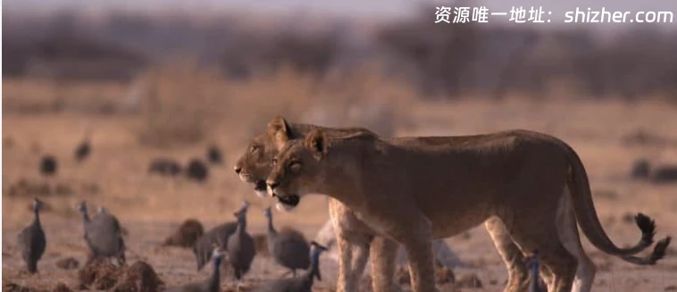 史密森尼频道《沙漠之王Kings of the Desert 2020》英语中英双字无水印纯净版1080P/MKV/2.4G非洲沙漠狮
